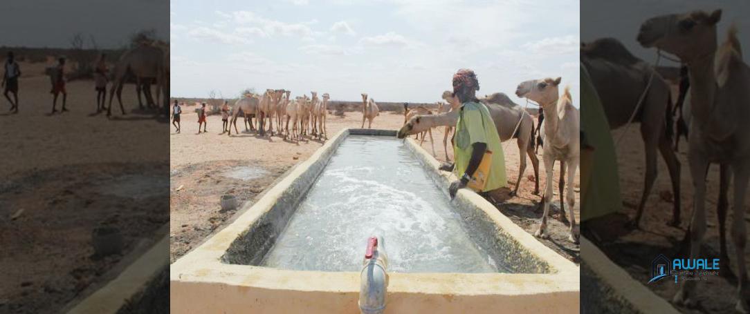 Newly constructed animal trough