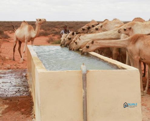 Watar trough and animal drinking, constructed by awale drilling company